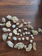 Fossielen - lot brachiopoden, Verzamelen, Ophalen of Verzenden