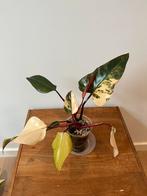 Philodendron Strawberry Shake, Ophalen of Verzenden
