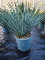 Yucca rostrata blue swan of yucca rostrata sapphire skies, Overige soorten, Minder dan 100 cm, Zomer, Ophalen