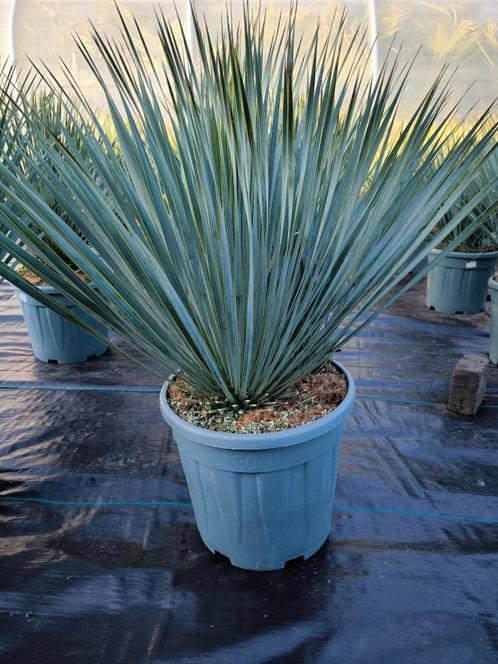 Yucca rostrata blue swan of yucca rostrata sapphire skies, Tuin en Terras, Planten | Bomen, Overige soorten, Minder dan 100 cm