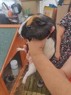 Koppel cavia’s (zeug + beer) US teddy dragers (samen €10), Dieren en Toebehoren, Knaagdieren, Meerdere dieren, Tam, Maart, Cavia