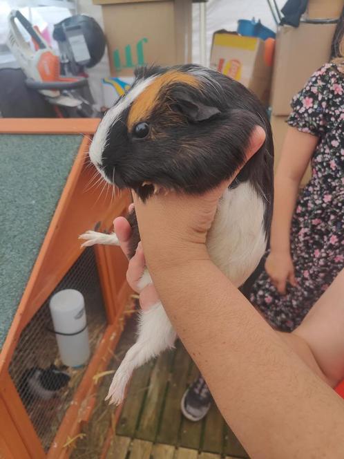 Koppel cavia’s (zeug + beer) US teddy dragers (samen €10), Dieren en Toebehoren, Knaagdieren, Meerdere dieren, Cavia, Maart, Tam