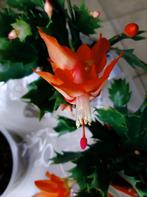 Schlumbergera in Oranje, Roze en Wit / Apart of samen, Huis en Inrichting, Kamerplanten, Vetplant, In pot, Bloeiende kamerplant