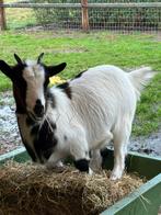 Dwerggeit mieke wit met brukn, Dieren en Toebehoren, Schapen, Geiten en Varkens, Vrouwelijk, Geit, 0 tot 2 jaar
