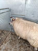 Schapen bok, Dieren en Toebehoren