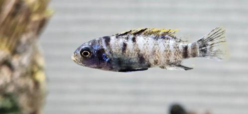 Labeotropheus trewavasae ob malawi cichliden hobbykweek, Dieren en Toebehoren, Vissen | Aquariumvissen, Zoetwatervis, Vis