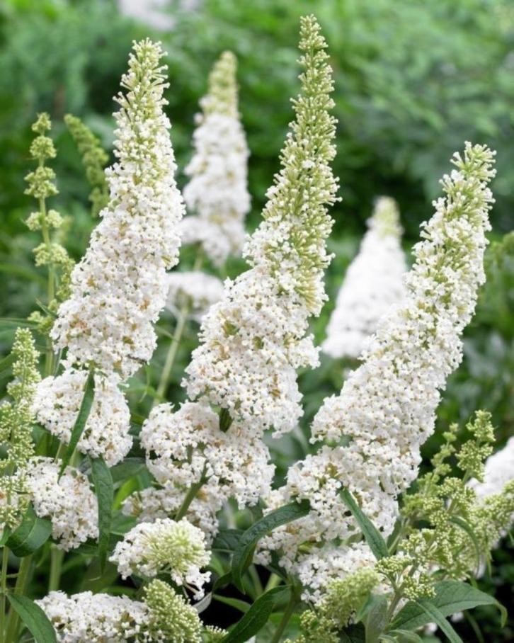 Vlinderstruik - Buddleja davidii 'white profusion', Tuin en Terras, Planten | Tuinplanten, Ophalen