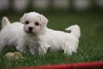 Maltezer pups, Belgisch Maltheser fokker, ouders aanwezig, Meerdere, Maltezer, 8 tot 15 weken, Meerdere dieren