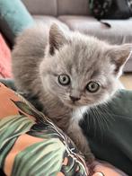 Britse kortharige kittens met stamboom, Dieren en Toebehoren, Katten en Kittens | Raskatten | Korthaar, Meerdere dieren, 0 tot 2 jaar