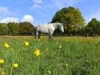 PRE Cruzado, Dieren en Toebehoren, Gechipt, Ruin, Niet van toepassing, 7 tot 10 jaar