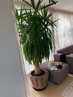 Yukka plant met pot 2,5 m hoog, Enlèvement ou Envoi