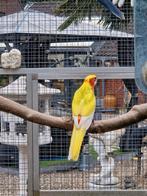 Rosella 25, Mannelijk, Parkiet, Geringd