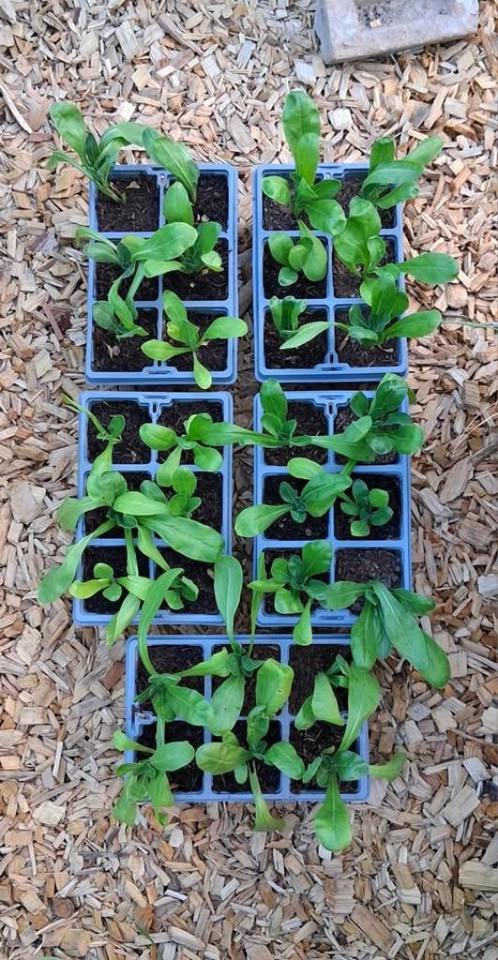 - 6 x Goudsbloem -, Tuin en Terras, Planten | Tuinplanten, Eenjarig, Overige soorten, Volle zon, Zomer, Ophalen