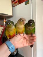 Pyrrhura tam, Dieren en Toebehoren, Vogels | Parkieten en Papegaaien, Tam