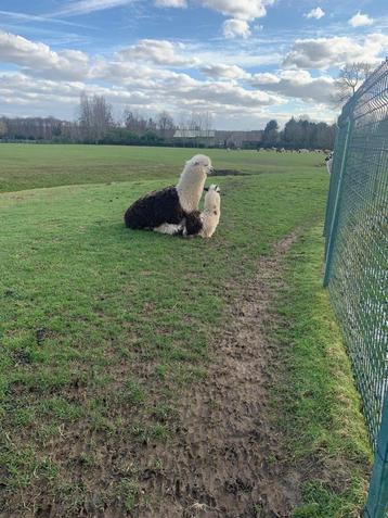 Alpaca dekhengst beschikbaar voor biedingen