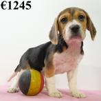 Beagle - chiots Belges à vendre, Animaux & Accessoires, Commerçant, Beagle, 8 à 15 semaines, Plusieurs