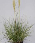 Herbe de pampa, Ophalen
