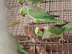 Kweekrijpe groene halsbanden, Dieren en Toebehoren, Vogels | Parkieten en Papegaaien