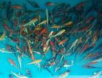Koi karper 10-12cm A kwaliteit, Dieren en Toebehoren