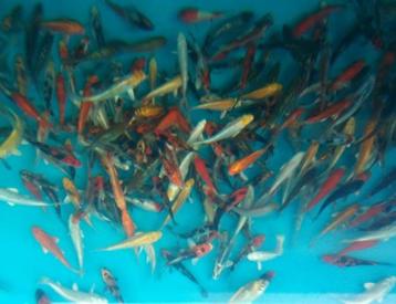 Koi karper 10-12cm A kwaliteit beschikbaar voor biedingen