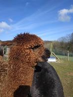 alpaca merrie, Dieren en Toebehoren, Schapen, Geiten en Varkens, Vrouwelijk, 0 tot 2 jaar