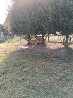 Schapen bokken van april dit jaar hampshire down, Mannelijk, Schaap, 0 tot 2 jaar