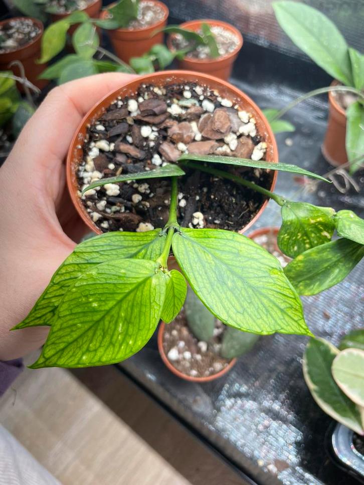 Hoya polyneura, Huis en Inrichting, Kamerplanten, Ophalen of Verzenden