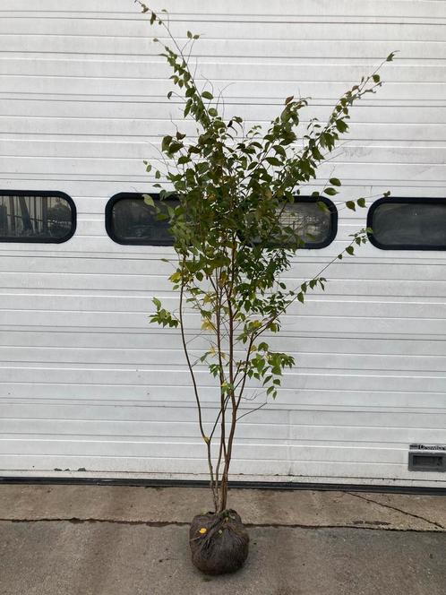 Zelkova serata meerstam heester struik, Tuin en Terras, Planten | Bomen, Ophalen of Verzenden