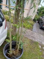 Saules gratuits - plantez un arbre, Enlèvement, 100 à 250 cm, Arbre à bulbes