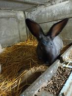 Mooie konijnen te koop