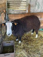 Bélier zwarbles, Animaux & Accessoires, Moutons, Chèvres & Cochons