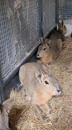 Mara koppel, Dieren en Toebehoren, Knaagdieren, Maart, Meerdere dieren, Overige typen