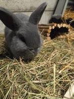 Jonge konijntjes zoeken gouden mandje, Nain, Oreilles tombantes