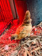 Serama/zijdehoen haantje, Dieren en Toebehoren, Pluimvee