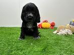 Nestje Engelse Cocker Spaniel pups, België, CDV (hondenziekte), 8 tot 15 weken, Meerdere