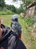 Zeer tamme grijze roodstaart papegaai met cites dna en paspo, Dieren en Toebehoren, Vogels | Parkieten en Papegaaien, Vrouwelijk