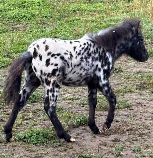 MINI-CHEVAUX À VENDRE, Animaux & Accessoires, Poneys, Étalon, Non dressé, Poney A (jusqu'à 1.17 m), Poney de récréation, 0 à 2 ans