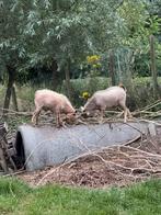 2 jeunes chèvres à vendre : œufs nains, Animaux & Accessoires, Moutons, Chèvres & Cochons