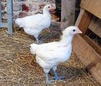 Poule de bresse haantje, Mannelijk, Kip