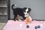 Australische herder pups ,aussi ,Australian shepherd, België, 8 tot 15 weken, Meerdere, Meerdere dieren