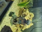 Te koop, Dieren en Toebehoren, Vissen | Aquariumvissen, Vis, Zoetwatervis