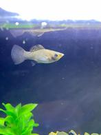Poecilia Sphenops Molly Zilver 4 -5 cm vrouw, Dieren en Toebehoren, Vissen | Aquariumvissen, Vis, Zoetwatervis