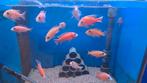 Malawi aulonocara fire fish