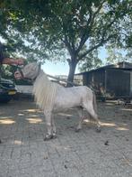 N.M.P.R.S hengst, Dieren en Toebehoren, Ophalen