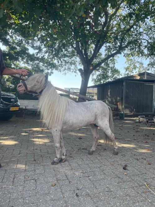 N.M.P.R.S hengst, Dieren en Toebehoren, Paarden en Pony's | Overige Paardenspullen, Ophalen