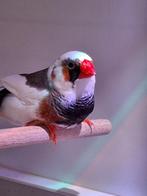 Zebravinken, Dieren en Toebehoren, Vogels | Overige Vogels