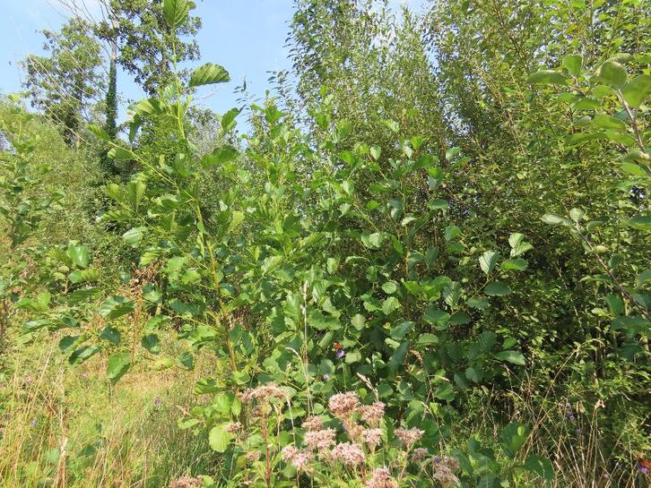 Inheemse bomen, Tuin en Terras, Planten | Bomen, Overige soorten, Ophalen