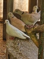 Tortel duiven, Animaux & Accessoires, Oiseaux | Pigeons, Plusieurs animaux, Tourterelle