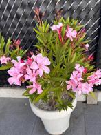 Grote witte pot met oleander, Ophalen