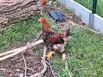Brahma haan  te geef., Dieren en Toebehoren, Pluimvee